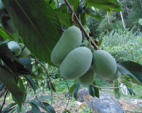 images/stories/virtuemart/product/sunflower