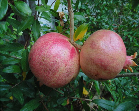 images/stories/virtuemart/product/syunt