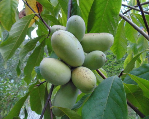 images/stories/virtuemart/product/taylor