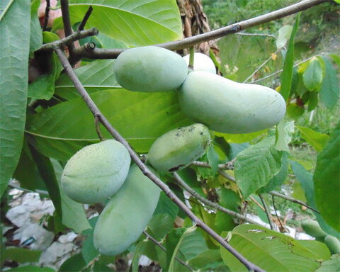 images/stories/virtuemart/product/taytwo