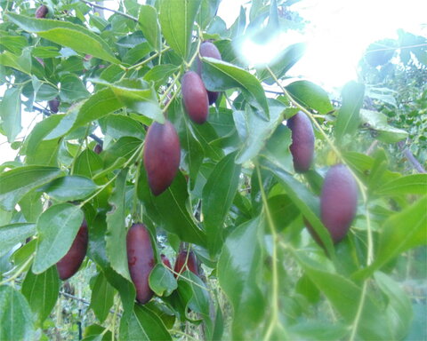 fruitwood_image_unavailable3