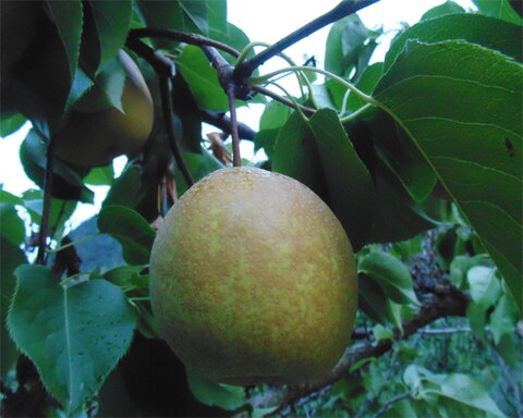 images/stories/virtuemart/product/tsuli