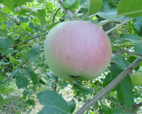 images/stories/virtuemart/product/turtleback