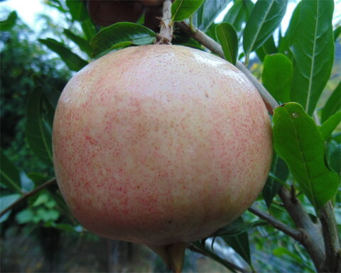 images/stories/virtuemart/product/vina