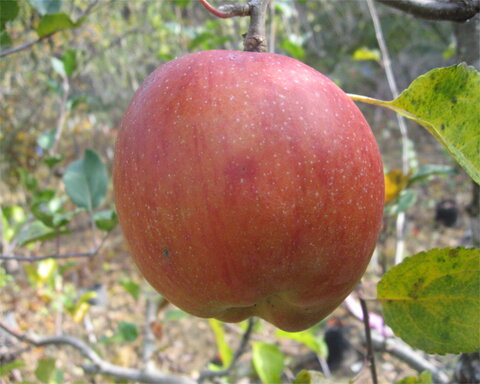 images/stories/virtuemart/product/waltana