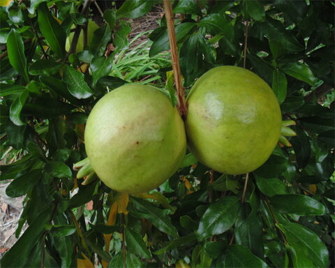 images/stories/virtuemart/product/whiteflower