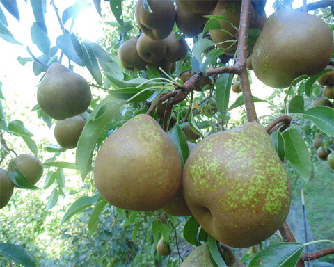 images/stories/virtuemart/product/winternelis