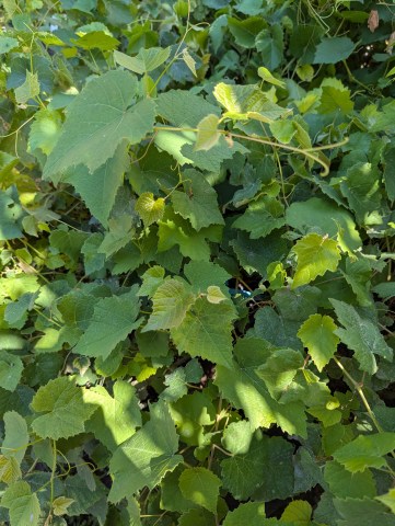 PXL_20250731_185923646