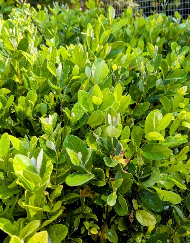 PXL_20250801_170150033~2