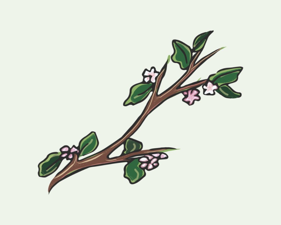 fruitwood_image_unavailable3